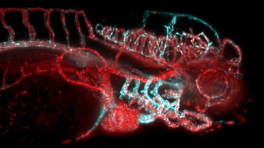 IsoView Light Sheet Microscope